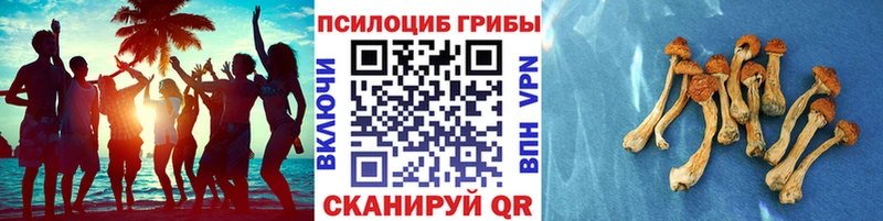 Псилоцибиновые грибы Cubensis Краснокаменск